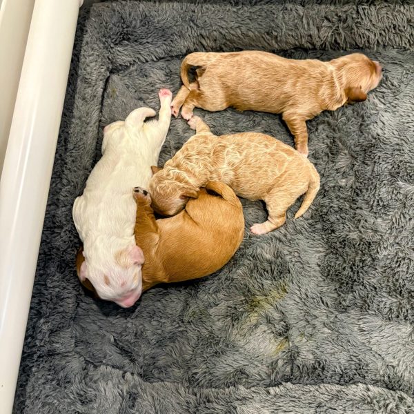 Litter of Four Teacup Goldendoodles