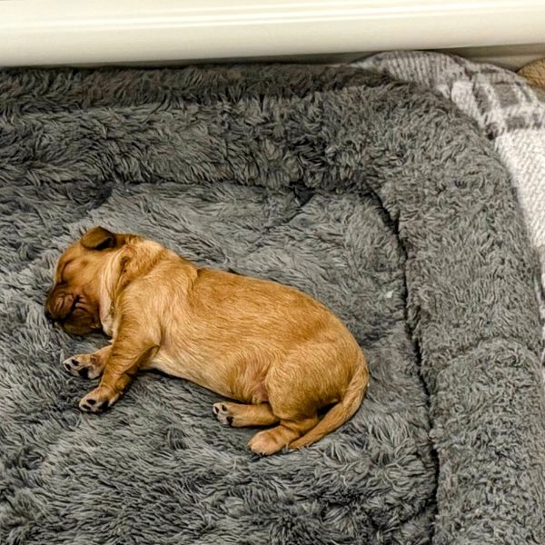 Male Teacup Goldendoodle