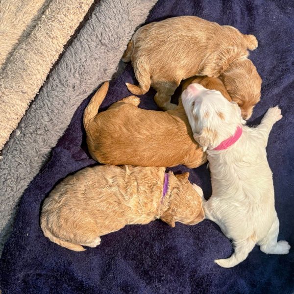 Litter of Four Teacup Goldendoodles