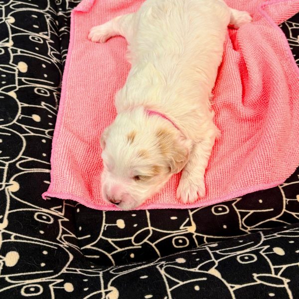 Beautiful White with Auburn markings Part Doodle