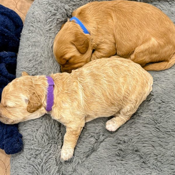 Female Teacup Goldendoodle