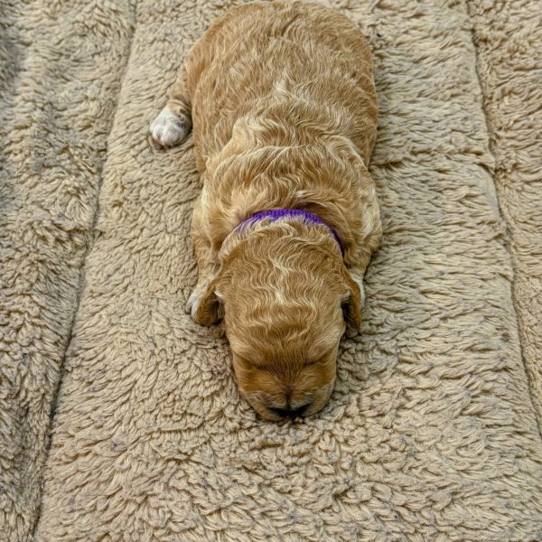Female Teacup Goldendoodle